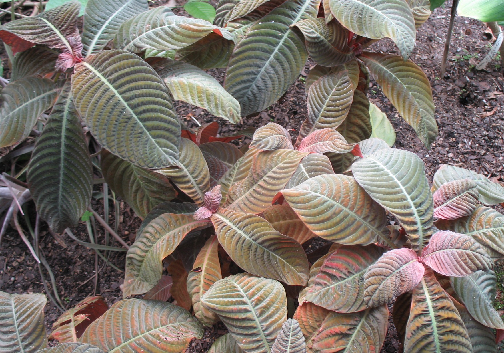 Online Plant Guide - Hoffmannia ghiesbreghtii / Taffeta Plant